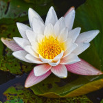 Куннилинг